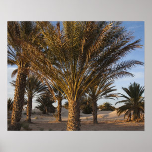 Póster Túnez, desierto del Sahara, Douz, Gran Duna, palma