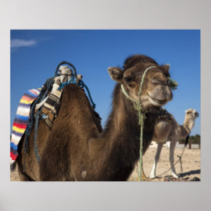 Póster Túnez, desierto del Sahara, Douz, zona turística,