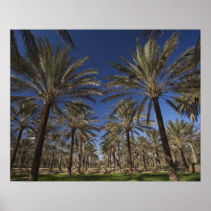 Póster Túnez, desierto del Sahara, Douz, Zone Touristique