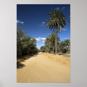 Póster Tunisia, Ksour Area, Ksar Ghilane, date palm