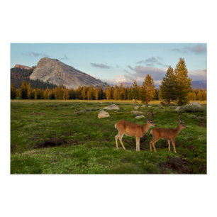 Póster Tuolumne Meadow, Yosemite
