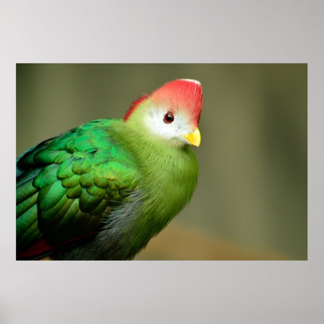 Póster Turaco de Crested (Frente)