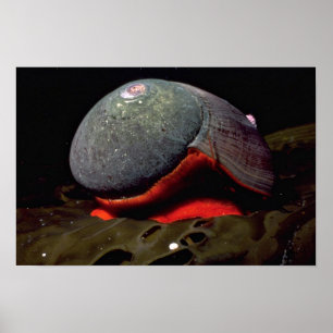 Póster Turbante liso (norrisii) de Norrisia Shell