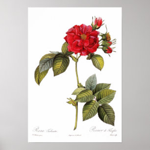 Póster Turbinata de Rosa