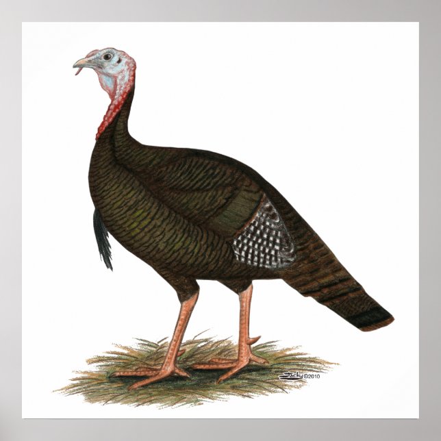 Póster Turkey:  Eastern Wild Tom (Frente)