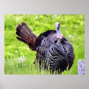 Póster Turquía cierra
