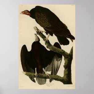 Póster Turquía deslumbra de los pájaros estadounidenses d