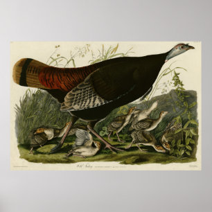 Póster Turquía salvaje de las aves estadounidenses de Aud
