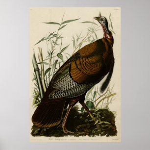 Póster Turquía salvaje (macho) de los pájaros de América