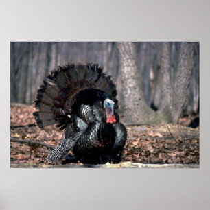 Póster Turquía silvestre oriental en bosque