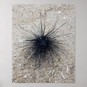 Póster Turquín marino de Black Diadem cerca de la playa d
