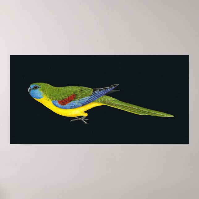 Póster Turquoise Parrot - Neophema pulchella (Frente)