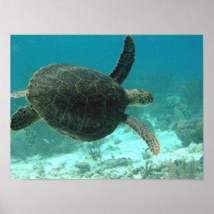 Póster Turtle