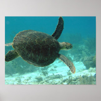 Póster Turtle