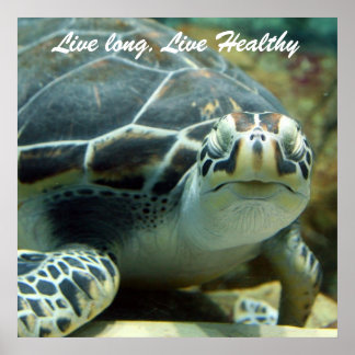 Póster Turtle Poster