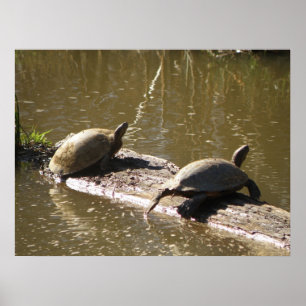 Póster Turtles
