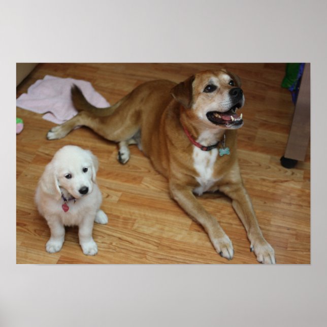 Póster Tus bebés furtivos en papel (Frente)