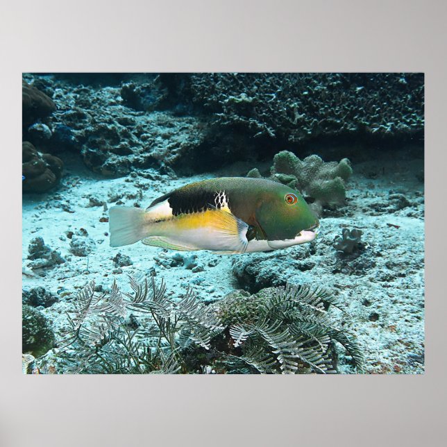 Póster Tuskfish (Frente)