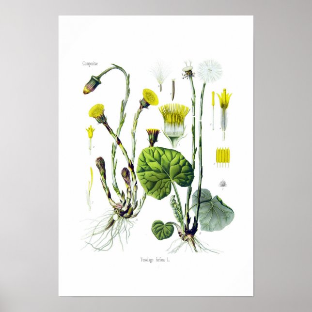 Póster Tussilago farfara (Coltsfoot) (Frente)