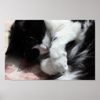 Póster Tuxedo Cat Art Cute Pink Nose Kitty Cats Art