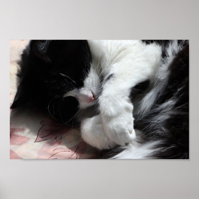 Póster Tuxedo Cat Art Cute Pink Nose Kitty Cats Art (Frente)