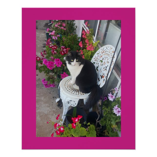 Póster Tuxedo Cat Maroon Dark Pink Cats and Flowers (Anverso)