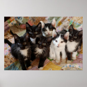 Póster Tuxedo Kittens
