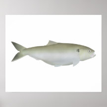 Twaite Shad