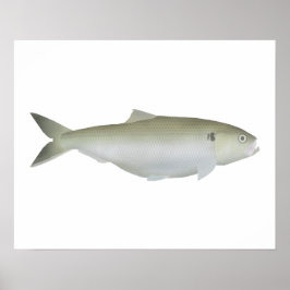 Póster Twaite Shad