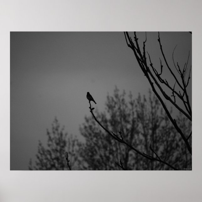 Póster Twilight Bird (Frente)