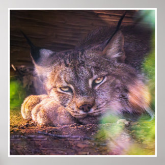 Póster Twilight Guardian: Resting Lynx
