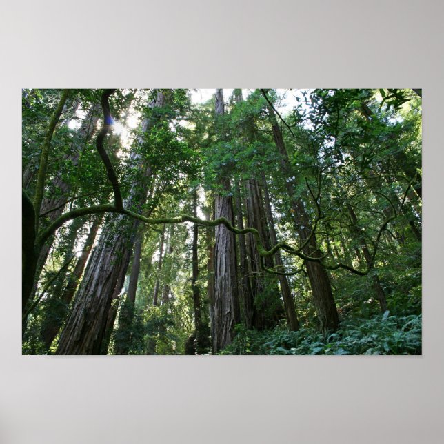 Póster "Twist", Muir Woods (Frente)
