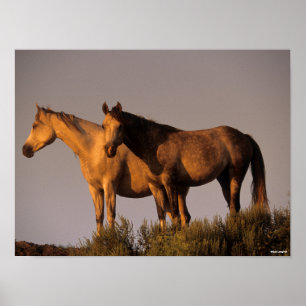 Póster Two Arabs Standing Together Evening Light