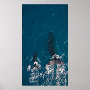 PÓSTER TWO BLACK WHALES SWIMMING IN BODY OF WATER