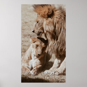 PÓSTER TWO BROWN LION ON GREEN FIELD