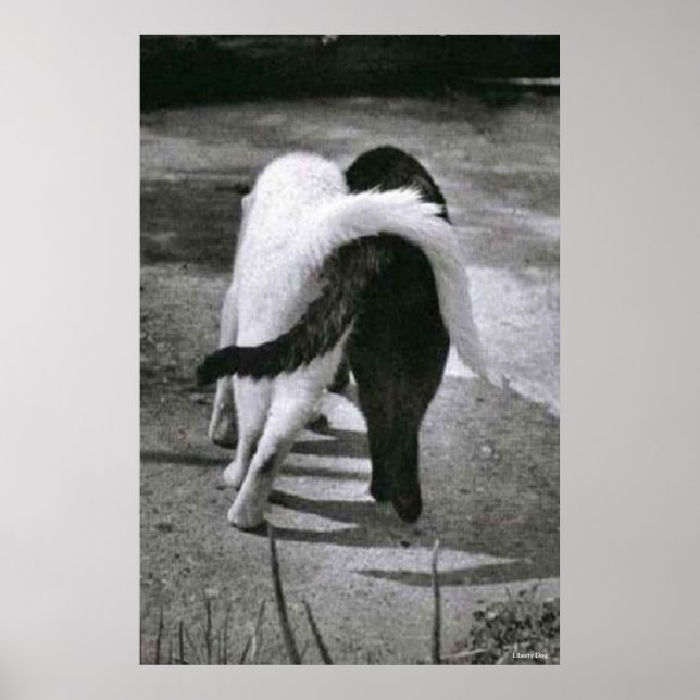 PÓSTER TWO CATS - FRIENDS - BEST POSTER & CANVAS PRINTS (Frente)