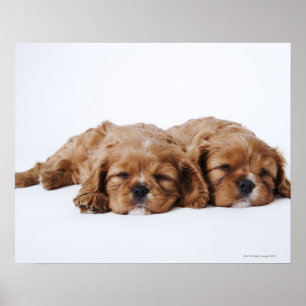 Póster Two Cavalier King Charles Spaniel puppies