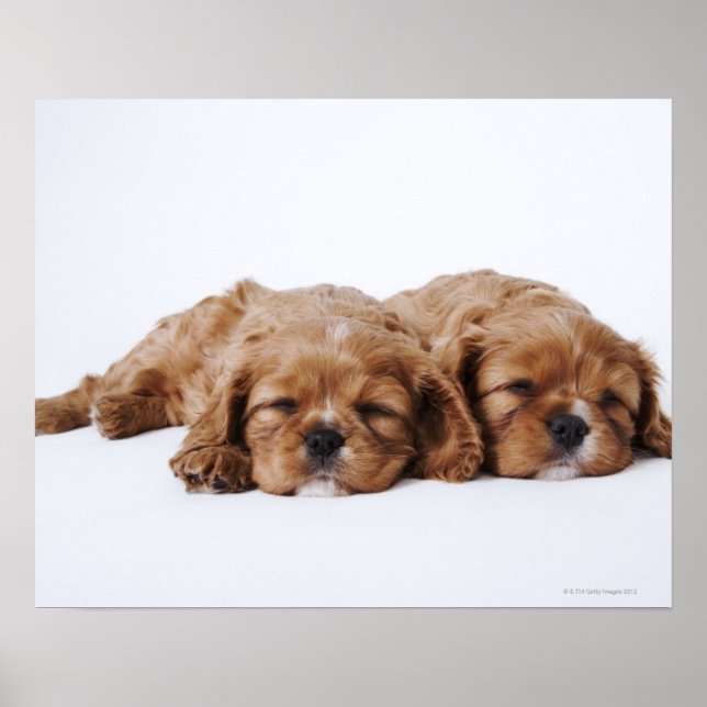 Póster Two Cavalier King Charles Spaniel puppies (Frente)