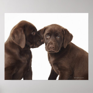Póster Two chocolate Labrador Retriever Puppies