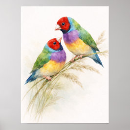 Póster Two Colorful Gouldian Finch Birds
