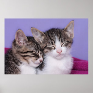 Póster Two Cute Kittens Napping