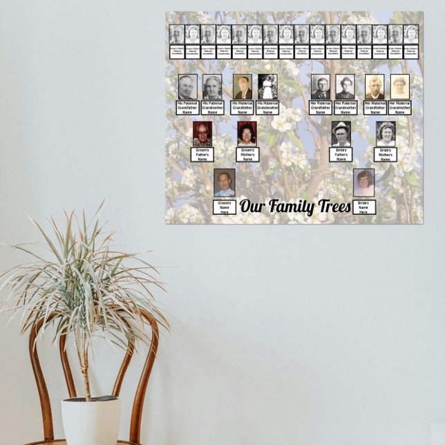 Póster Two Family Trees on White Blossoms Photo     (Subido por el creador)