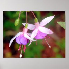 Póster Two Fuschia Flowers