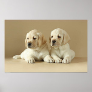 Póster Two Golden Labrador Puppies