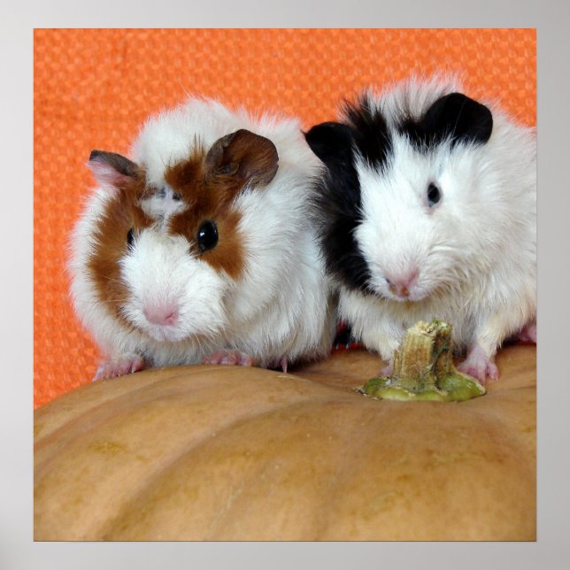 Póster Two Guinea Pigs on a Long Island Cheese Pumpkin (Frente)