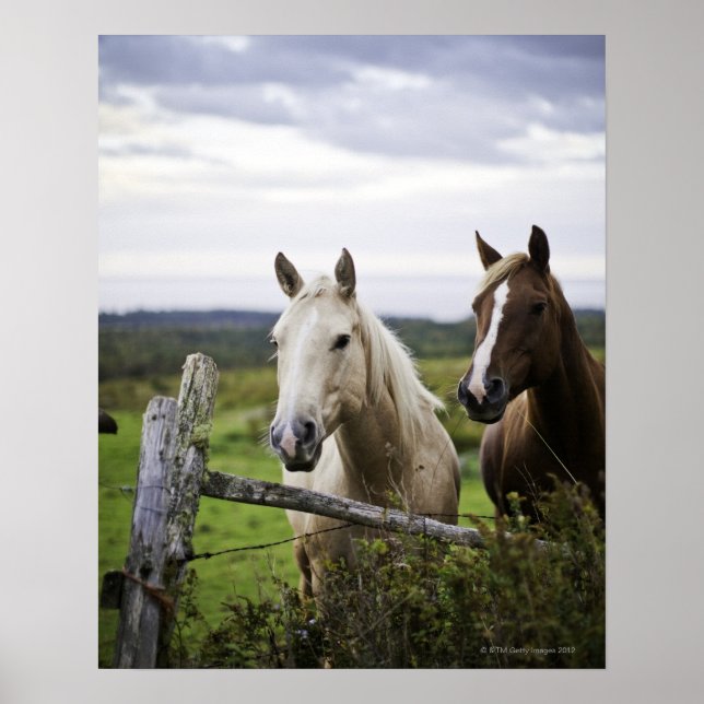 Póster Two horses stand near fence in farm field of off (Frente)