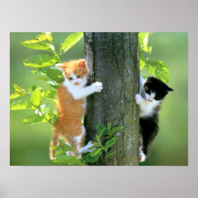 Póster Two Kittens in a Tree (Frente)