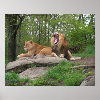 Póster Two Lions