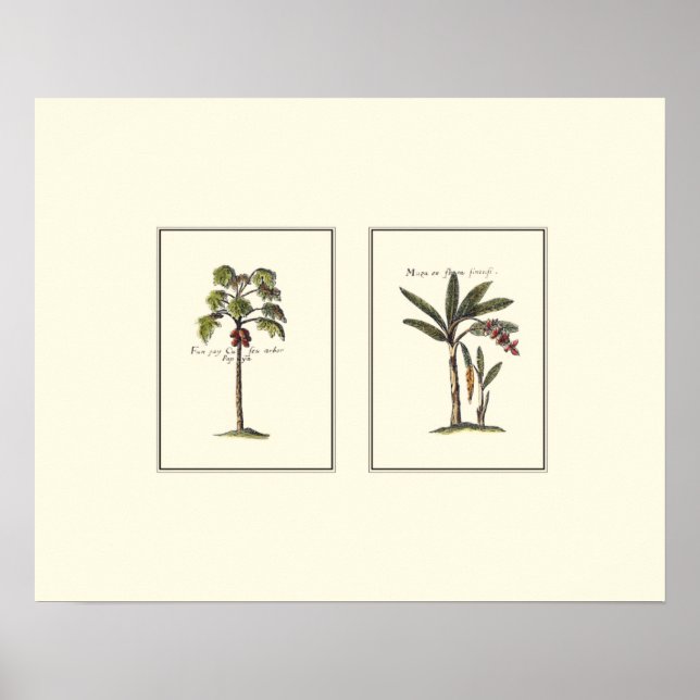 Póster Two Miniature Framed Palm Trees (Frente)