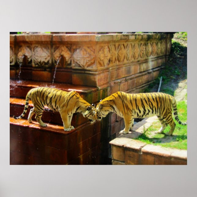 Póster Two Tigers (Frente)